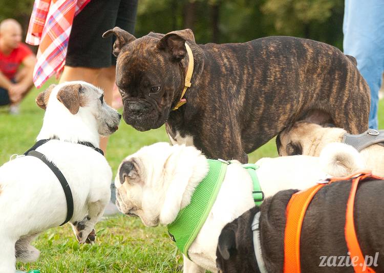 Warszawskie Mopsy, spotkania mopsiarzy, mopsiki na polach mokotowskich, spacer z mopsem