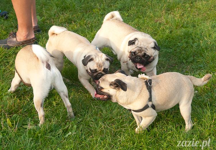 Warszawskie Mopsy, spotkania mopsiarzy, mopsiki na polach mokotowskich, spacer z mopsem