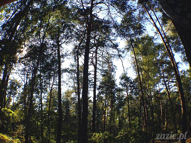 zaczarowany las mopsików mopsiki Zazie mopsy Kumok i Miszur