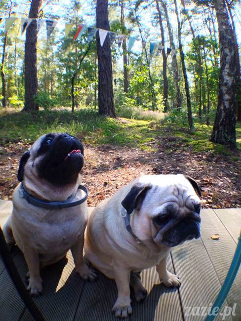 zaczarowany las mopsików mopsiki Zazie mopsy Kumok i Miszur