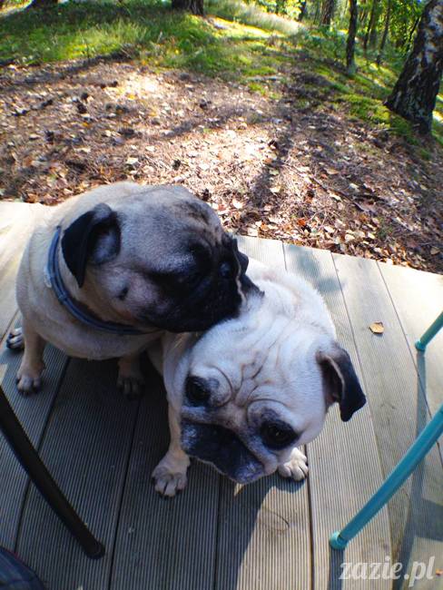 zaczarowany las mopsików mopsiki Zazie mopsy Kumok i Miszur