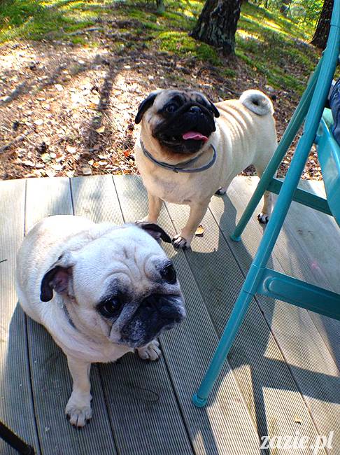 zaczarowany las mopsików mopsiki Zazie mopsy Kumok i Miszur