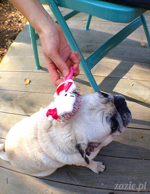 zaczarowany las mopsików mopsiki Zazie mopsy Kumok i Miszur