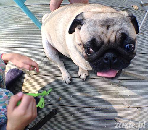 zaczarowany las mopsików mopsiki Zazie mopsy Kumok i Miszur