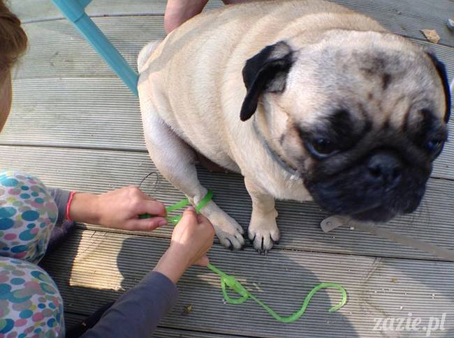 zaczarowany las mopsików mopsiki Zazie mopsy Kumok i Miszur