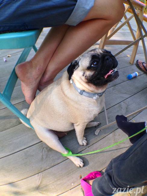 zaczarowany las mopsików mopsiki Zazie mopsy Kumok i Miszur