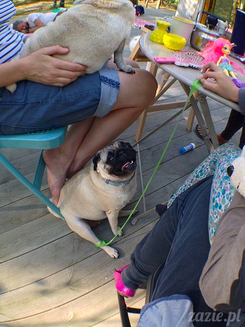 zaczarowany las mopsików mopsiki Zazie mopsy Kumok i Miszur