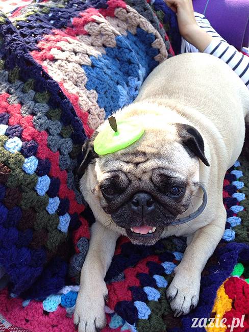 zaczarowany las mopsików mopsiki Zazie mopsy Kumok i Miszur