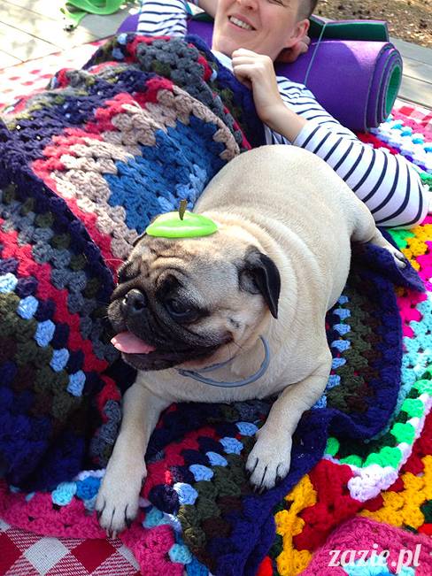 zaczarowany las mopsików mopsiki Zazie mopsy Kumok i Miszur