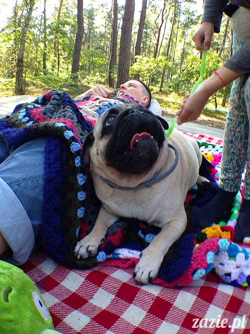 zaczarowany las mopsików mopsiki Zazie mopsy Kumok i Miszur