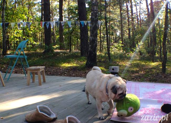 zaczarowany las mopsików mopsiki Zazie mopsy Kumok i Miszur
