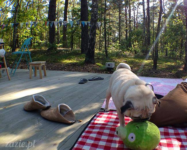 zaczarowany las mopsików mopsiki Zazie mopsy Kumok i Miszur