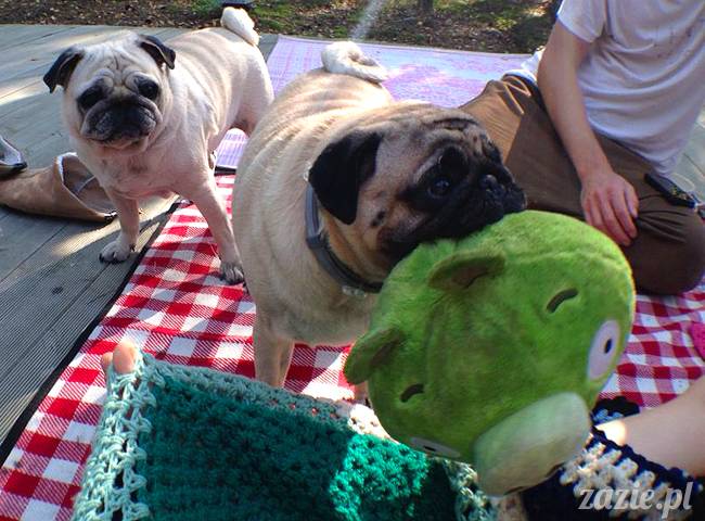 zaczarowany las mopsików mopsiki Zazie mopsy Kumok i Miszur