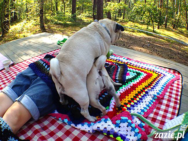 zaczarowany las mopsików mopsiki Zazie mopsy Kumok i Miszur