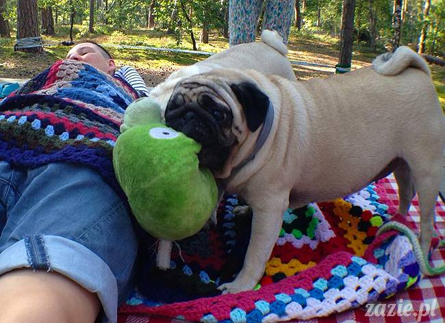 zaczarowany las mopsików mopsiki Zazie mopsy Kumok i Miszur