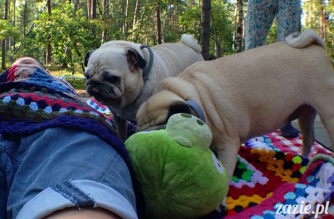 zaczarowany las mopsików mopsiki Zazie mopsy Kumok i Miszur