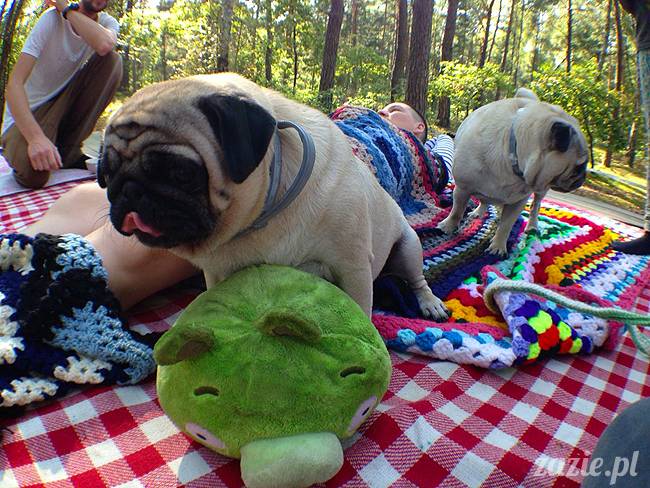 zaczarowany las mopsików mopsiki Zazie mopsy Kumok i Miszur