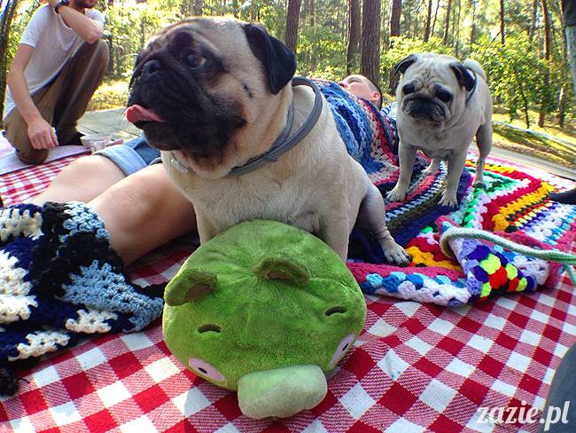 zaczarowany las mopsików mopsiki Zazie mopsy Kumok i Miszur