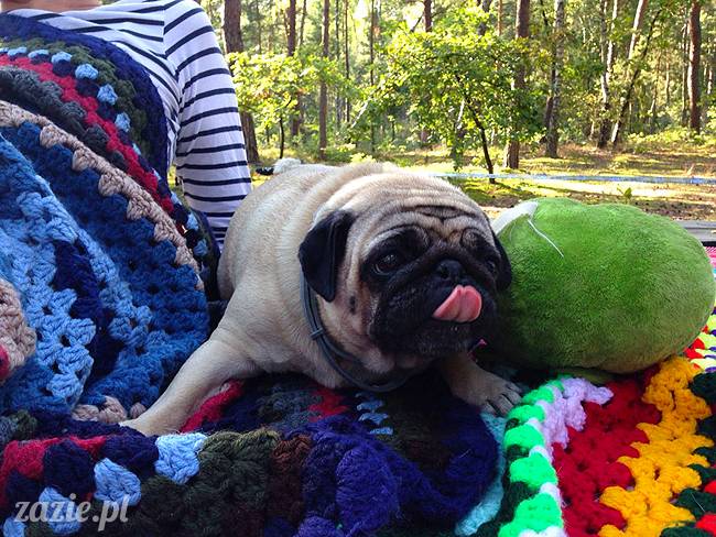 zaczarowany las mopsików mopsiki Zazie mopsy Kumok i Miszur