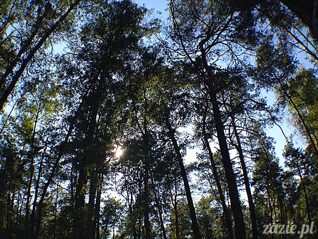 zaczarowany las mopsików mopsiki Zazie mopsy Kumok i Miszur