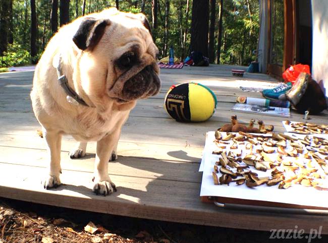 zaczarowany las mopsików mopsiki Zazie mopsy Kumok i Miszur