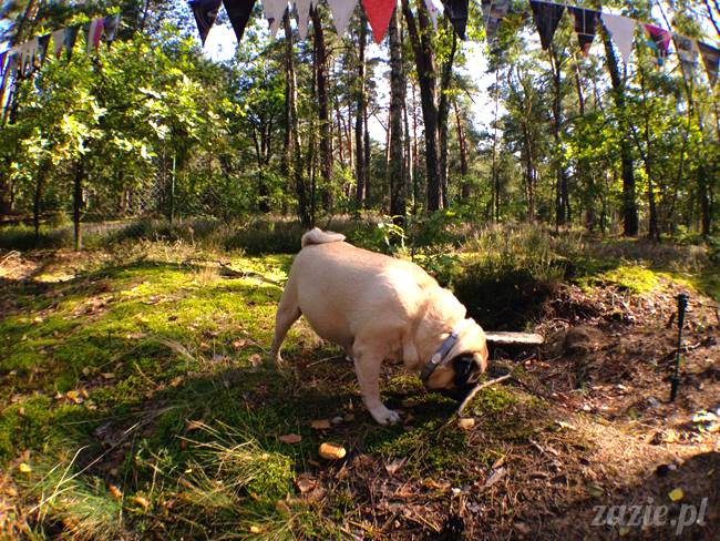 zaczarowany las mopsików mopsiki Zazie mopsy Kumok i Miszur