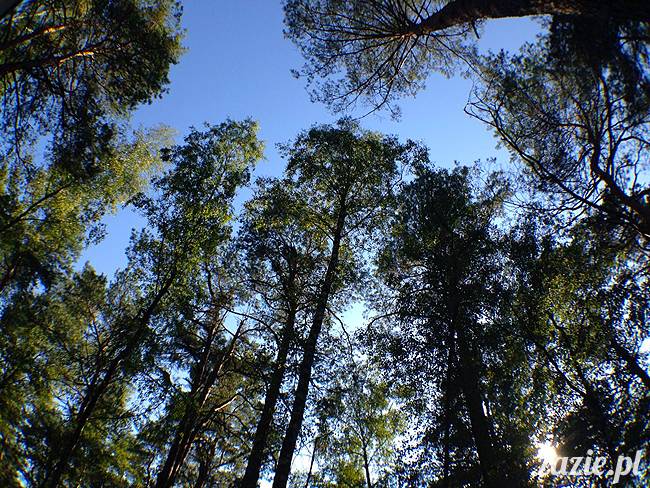 zaczarowany las mopsików mopsiki Zazie mopsy Kumok i Miszur