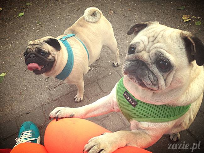 kumok_miszur_mopsy_mopsiki_mopsikowy_spacerek_ochota_011