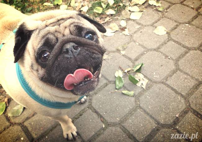 kumok_miszur_mopsy_mopsiki_mopsikowy_spacerek_ochota_012