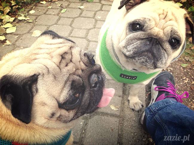 kumok_miszur_mopsy_mopsiki_mopsikowy_spacerek_ochota_014