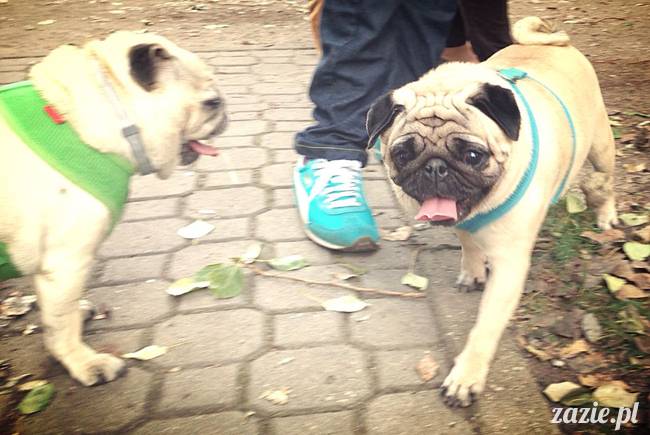 kumok_miszur_mopsy_mopsiki_mopsikowy_spacerek_ochota_015