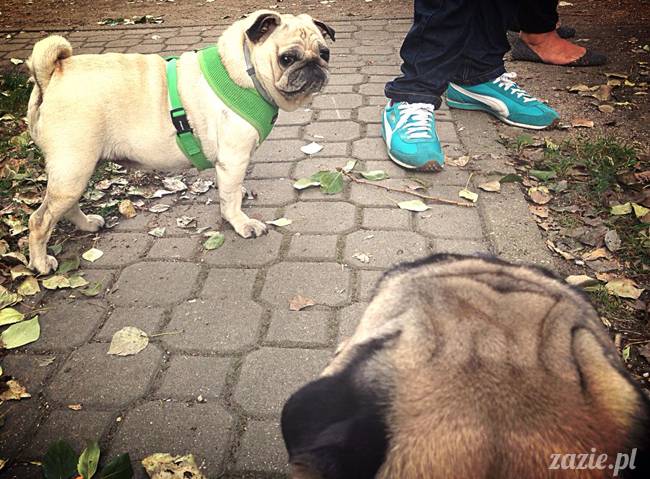 kumok_miszur_mopsy_mopsiki_mopsikowy_spacerek_ochota_016