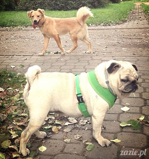 kumok_miszur_mopsy_mopsiki_mopsikowy_spacerek_ochota_017