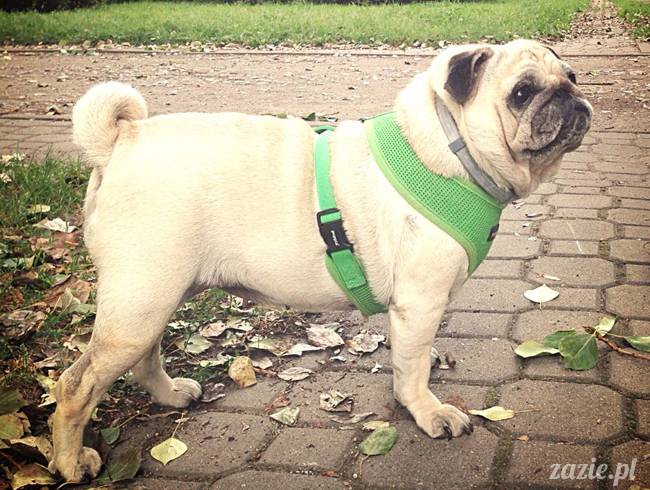 kumok_miszur_mopsy_mopsiki_mopsikowy_spacerek_ochota_018