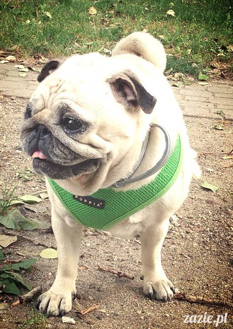 kumok_miszur_mopsy_mopsiki_mopsikowy_spacerek_ochota_019