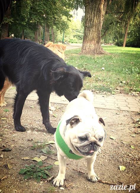 kumok_miszur_mopsy_mopsiki_mopsikowy_spacerek_ochota_021