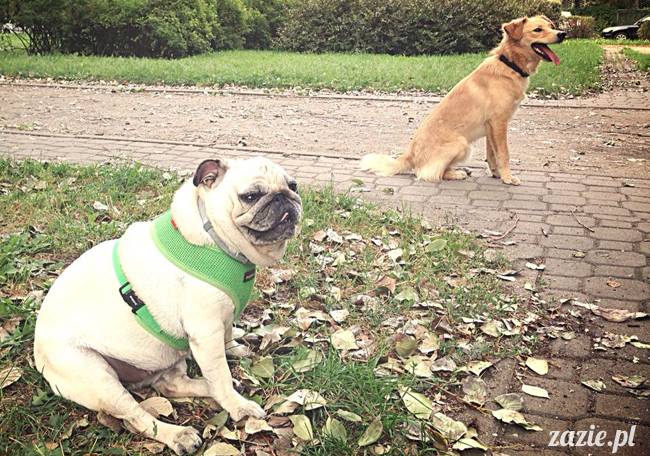 kumok_miszur_mopsy_mopsiki_mopsikowy_spacerek_ochota_023