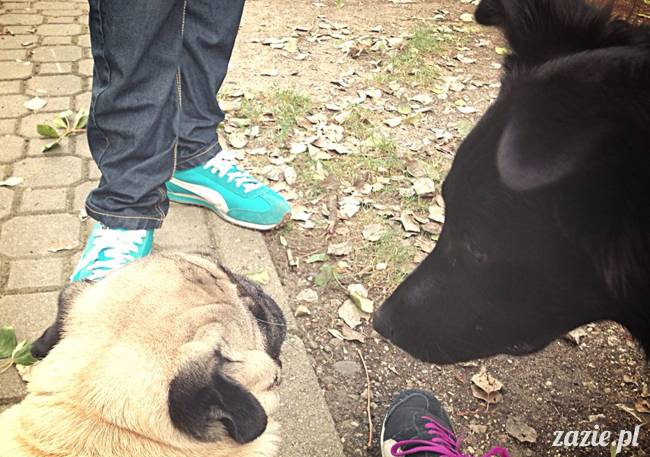 kumok_miszur_mopsy_mopsiki_mopsikowy_spacerek_ochota_024