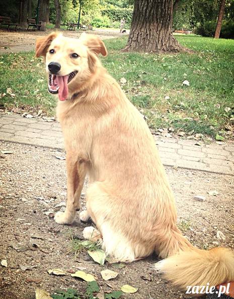 kumok_miszur_mopsy_mopsiki_mopsikowy_spacerek_ochota_027