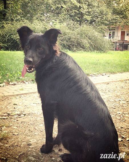 kumok_miszur_mopsy_mopsiki_mopsikowy_spacerek_ochota_028