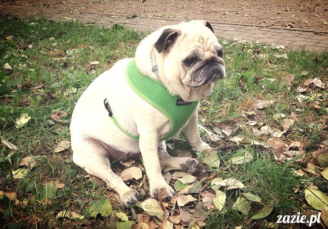 kumok_miszur_mopsy_mopsiki_mopsikowy_spacerek_ochota_029