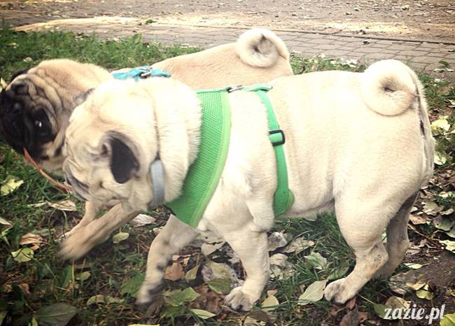 kumok_miszur_mopsy_mopsiki_mopsikowy_spacerek_ochota_030