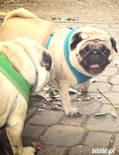 kumok_miszur_mopsy_mopsiki_mopsikowy_spacerek_ochota_031