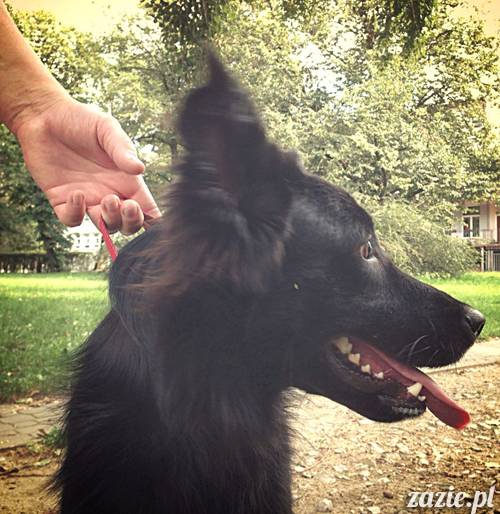 kumok_miszur_mopsy_mopsiki_mopsikowy_spacerek_ochota_033