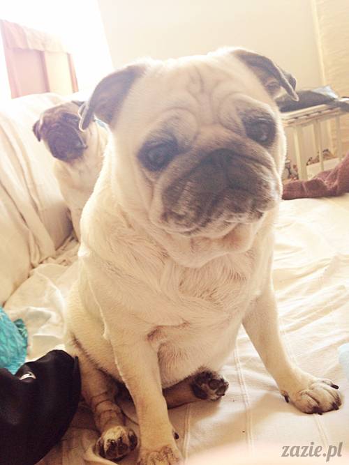 mops_mopsik_Kumok_mopsiczka