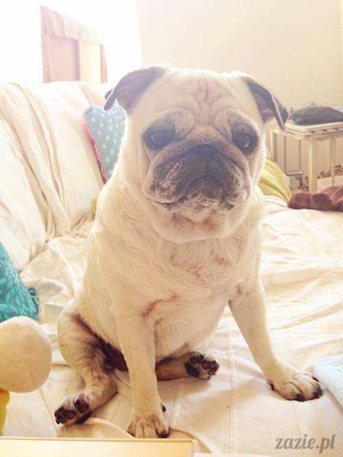 mops_mopsik_Kumok_mopsiczka