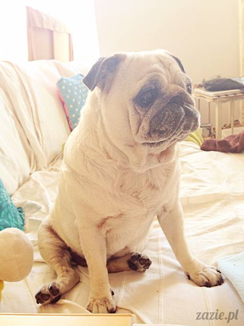 mops_mopsik_Kumok_mopsiczka