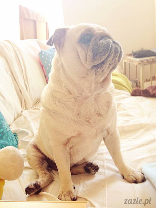 mops_mopsik_Kumok_mopsiczka