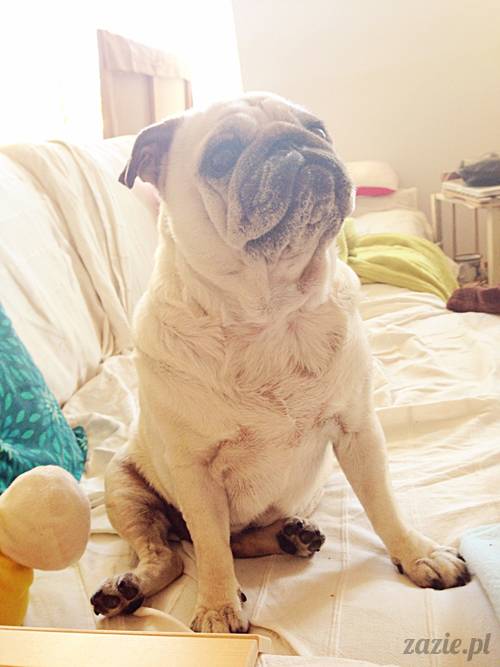 mops_mopsik_Kumok_mopsiczka