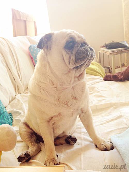 mops_mopsik_Kumok_mopsiczka